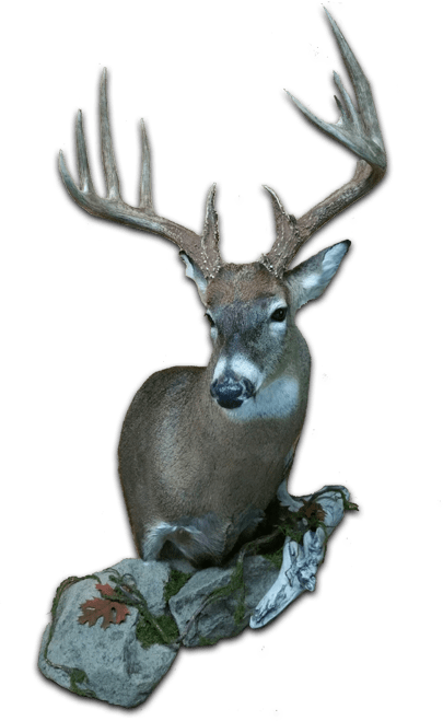 T & T Taxidermy does deer heads