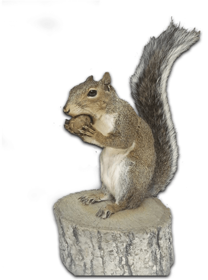 T & T Taxidermy does squirrel mounts